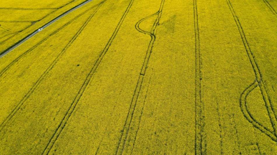 Bauernpräsident kritisiert Insektenschutzgesetz als "grottenfalsch"
