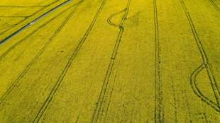 Bauernpräsident kritisiert Insektenschutzgesetz als "grottenfalsch"