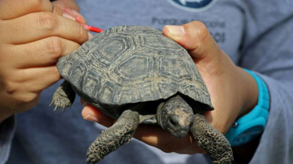 Polizist wegen Schmuggels von 185 Riesenschildkröten auf Galapagos festgenommen