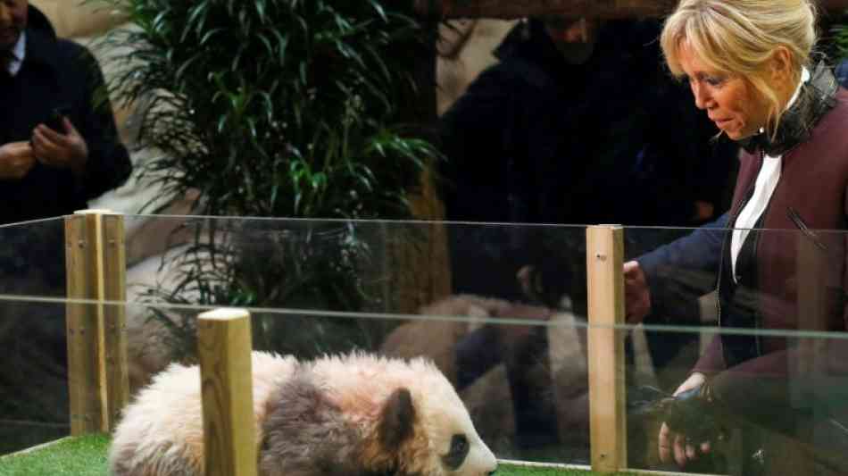 Frankreich: Panda-Junges bei Besuch von Brigitte Macron aggressiv