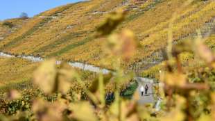 Weinernte in diesem Jahr etwas besser als 2020