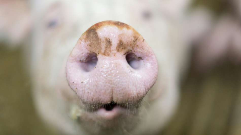 Schweinehalter und Bauernverband kritisieren Pläne zum Tierwohllabel scharf