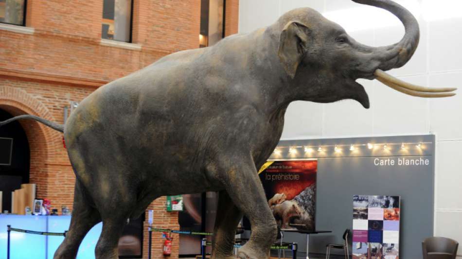 Studie: Weibchen bei ausgestopften Tieren in Museen unterrepräsentiert