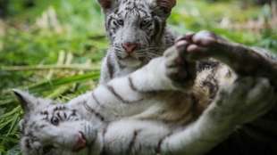 Zoo in Nicaragua nimmt zwei seltene weiße Tigerbabys auf