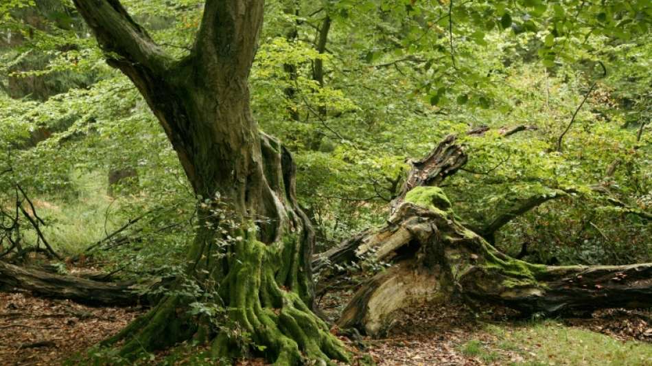 Bericht: Bundesregierung verfehlt Ziele bei Erweiterung von Naturwaldfläche