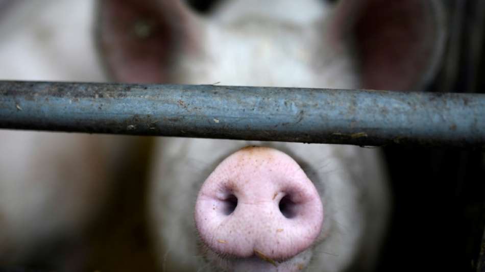 Bestand an Schweinen und Zahl der schweinehaltenden Betriebe zurückgegangen