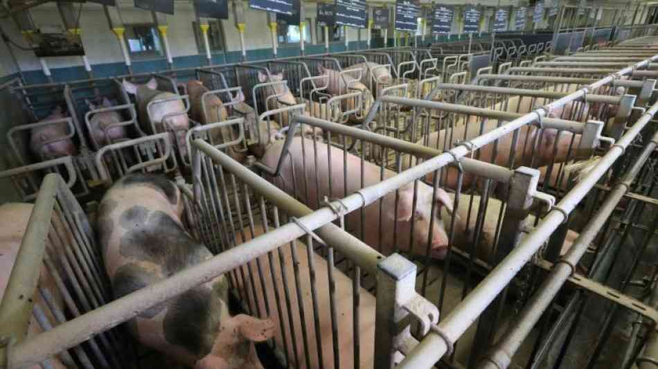In Deutschland werden 27,5 Millionen Schweine gehalten
