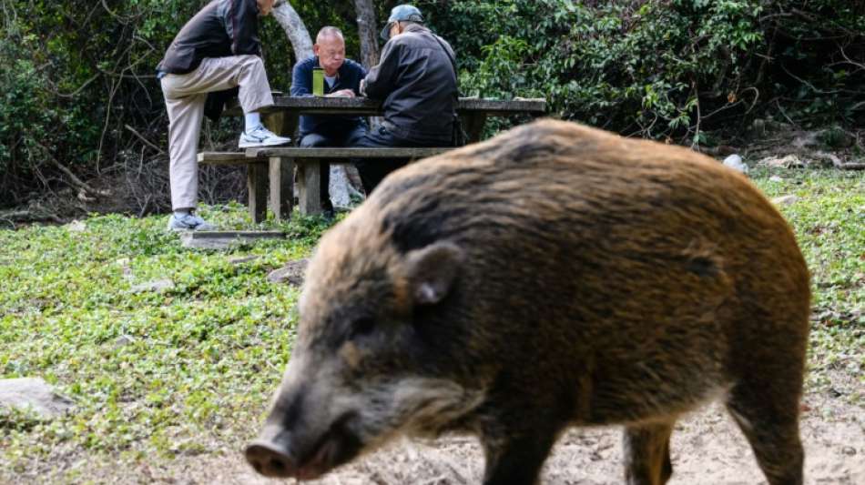 Wildschwein in Hongkonger U-Bahn sorgt f&uuml;r Aufregung