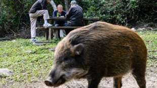 Wildschwein in Hongkonger U-Bahn sorgt f&uuml;r Aufregung