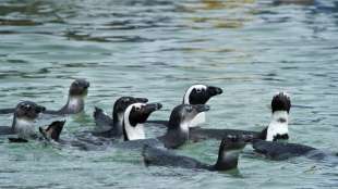 Bienenschwarm t&ouml;tet &uuml;ber 60 Brillenpinguine in S&uuml;dafrika