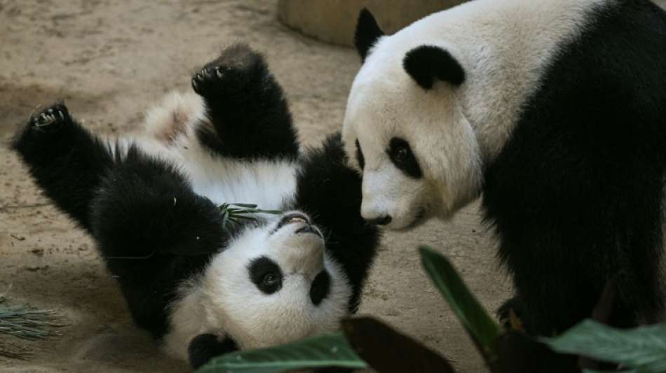 Pandabärin in Malaysia bringt bereits drittes Junges zur Welt