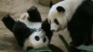Pandab&auml;rin in Malaysia bringt bereits drittes Junges zur Welt