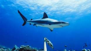 Mann stirbt nach Haiangriff in Australien
