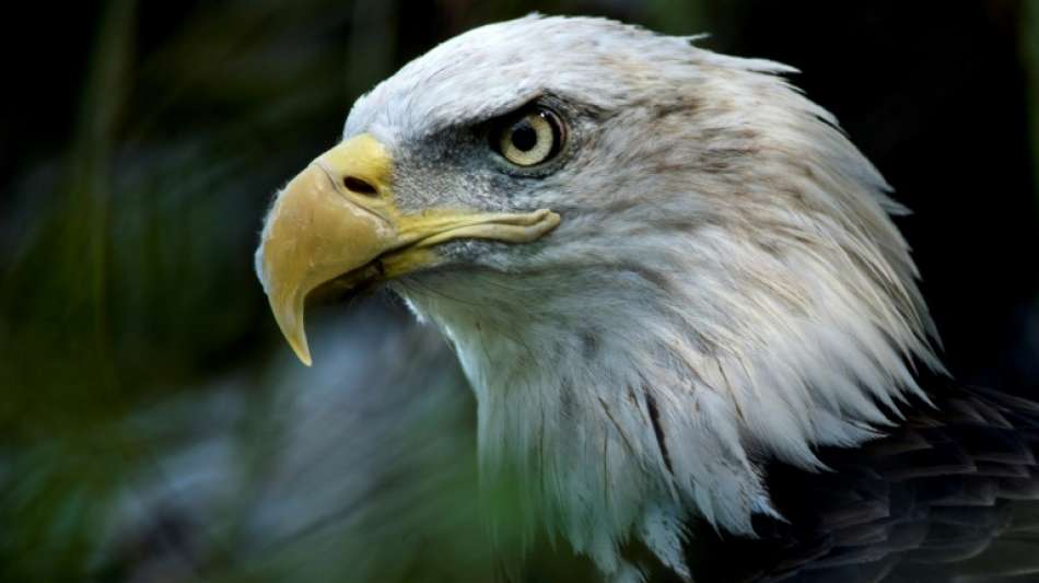US-Umweltschützer klagen gegen Aufweichung von Artenschutzgesetz