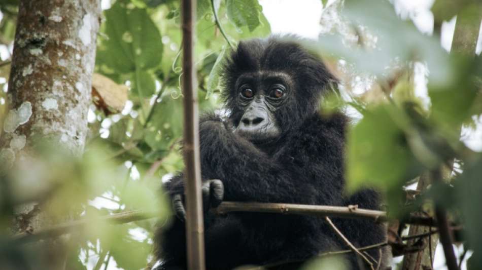 Baby-Gorilla in Wildnis als Kind früherer Zootiere geboren