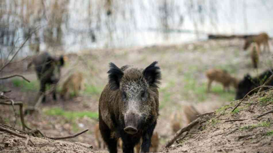 Randalierendes Wildschwein versetzt Stadt in Japan in Aufruhr