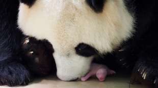 Pandadame Huan Huan bringt in franz&ouml;sischem Zoo Zwillinge zur Welt 