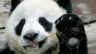 Thailands Panda-Liebling Chuang Chuang im Alter von 19 Jahren gestorben