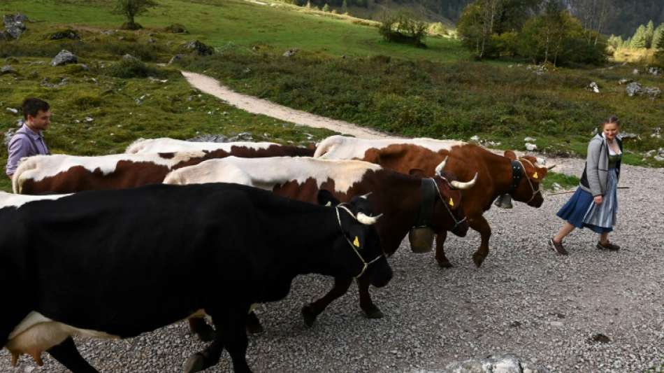 Greenpeace fordert Mehrwertsteuererh&ouml;hung f&uuml;r Fleisch