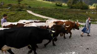 Greenpeace fordert Mehrwertsteuererh&ouml;hung f&uuml;r Fleisch