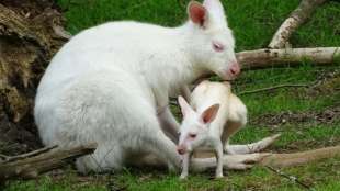 Albino-Känguru-Nachwuchs in Neunkirchen heißt Abori