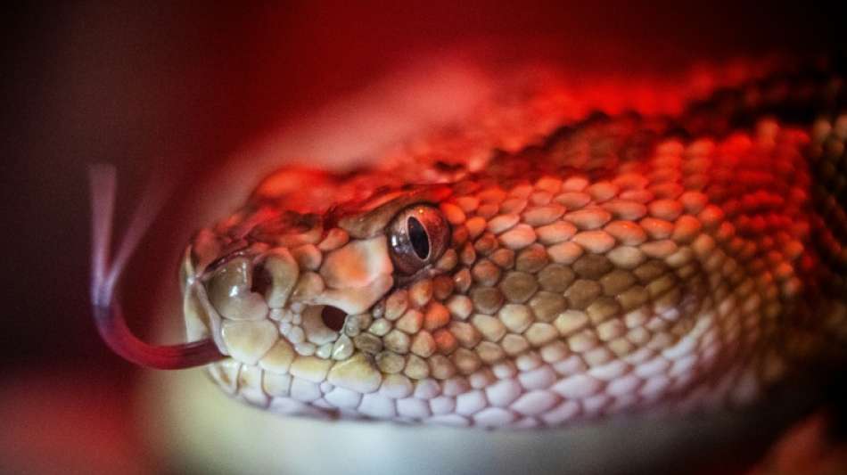 Fette Beute: Manche Spinnen fressen Schlangen