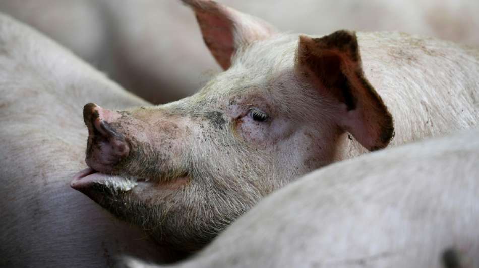 Wissenschaftler implantieren Schweinen batterielosen Herzschrittmacher