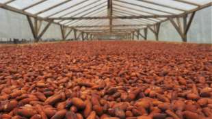 Gro&szlig;teil der Kakaobauern lebt laut Verein mit Familien weiter in Armut