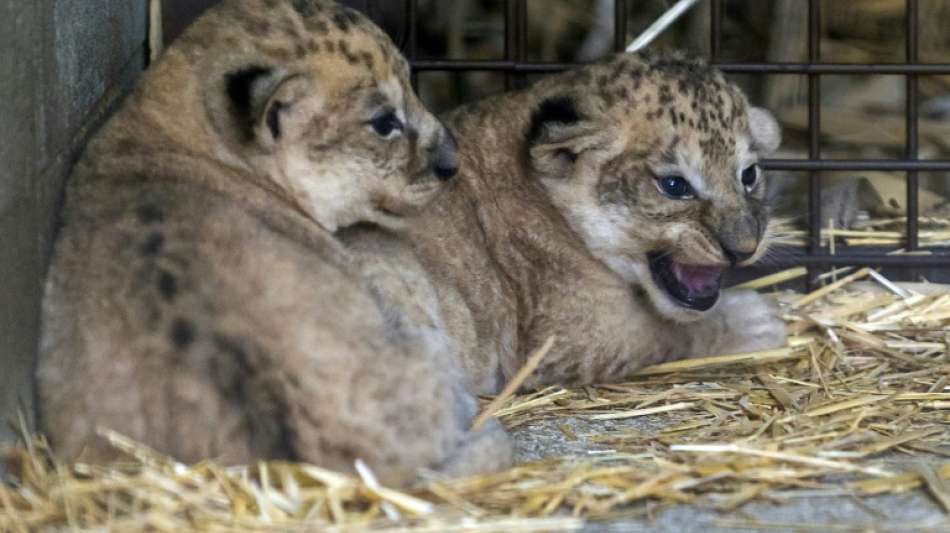 Zwei L&ouml;wen-Babys in franz&ouml;sischem Zoo geboren