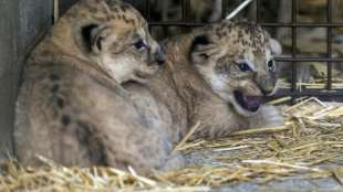 Zwei L&ouml;wen-Babys in franz&ouml;sischem Zoo geboren