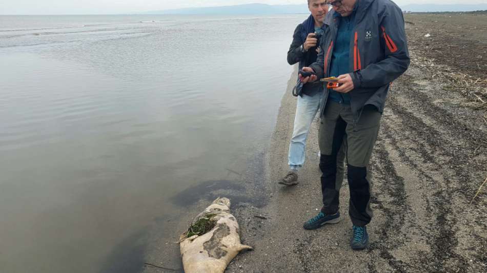Rund 170 tote Robben am Kaspischen Meer in Russland entdeckt