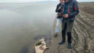 Rund 170 tote Robben am Kaspischen Meer in Russland entdeckt