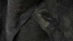 Drei Elefanten in Malaysia vergiftet