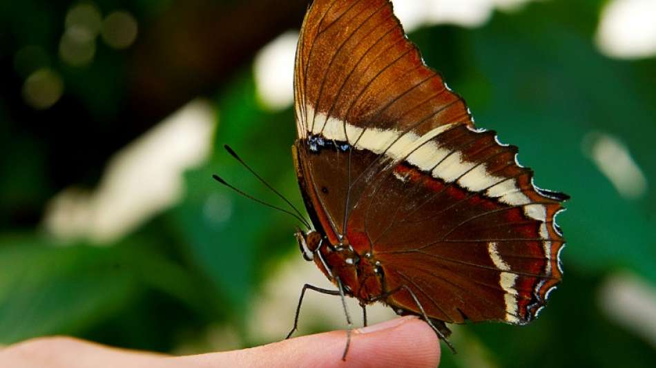 Studie identifiziert Kolumbien als Land der Schmetterlinge