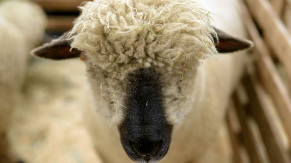 Schottischer Bauer muss wegen Schlägen gegen Schafe Geldstrafe zahlen