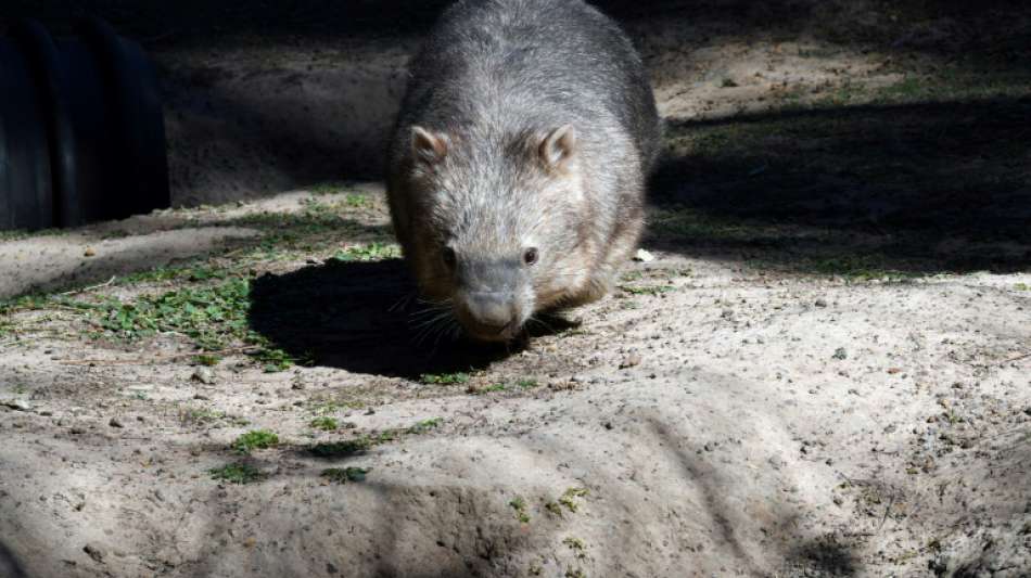 Mann tötet Wombat in Australien durch Steinwürfe