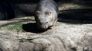 Mann tötet Wombat in Australien durch Steinwürfe