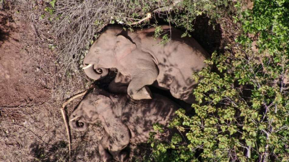 Ausrei&szlig;er aus chinesischer Elefantenherde zur&uuml;ck in Wildreservat gebracht
