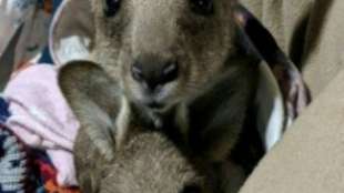 Junger Australier wegen absichtlichen Überfahrens von 20 Kängurus festgenommen