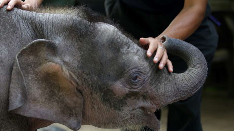 Von Wilderern getöteter Borneo-Zwergelefant wies 70 Schusswunden auf