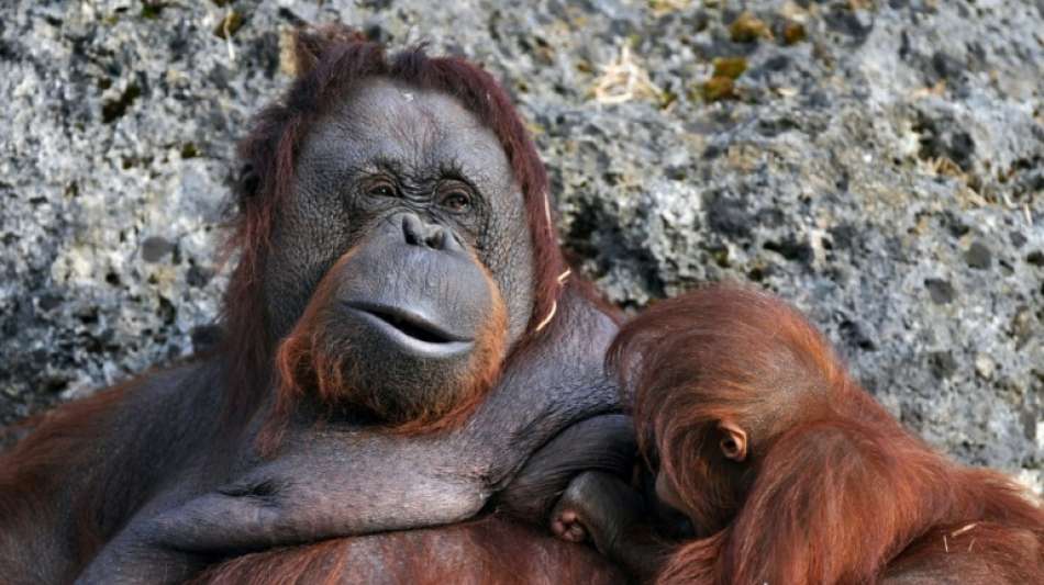 Studie: Orang-Utan-Mütter fordern Nachwuchs durch Kratzen zum Aufbruch auf