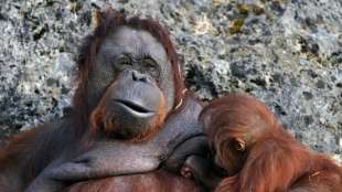Studie: Orang-Utan-Mütter fordern Nachwuchs durch Kratzen zur Abnabelung auf 
