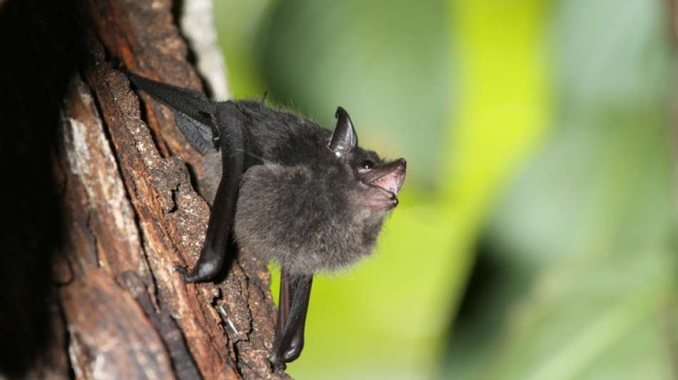 Studie: Fledermaus-Nachwuchs brabbelt wie menschliche Babys