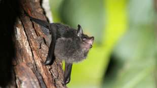 Studie: Fledermaus-Nachwuchs brabbelt wie menschliche Babys