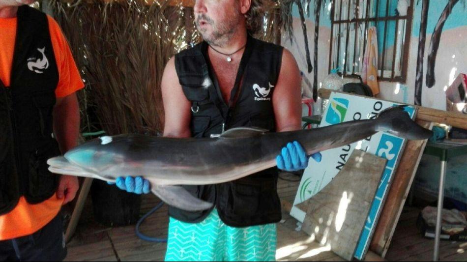 Übergriffige Badegäste führen Tod von Baby-Delfin herbei