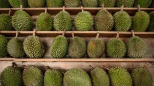 Vermeintliches Gasleck in Australien entpuppt sich als Stinkefrucht