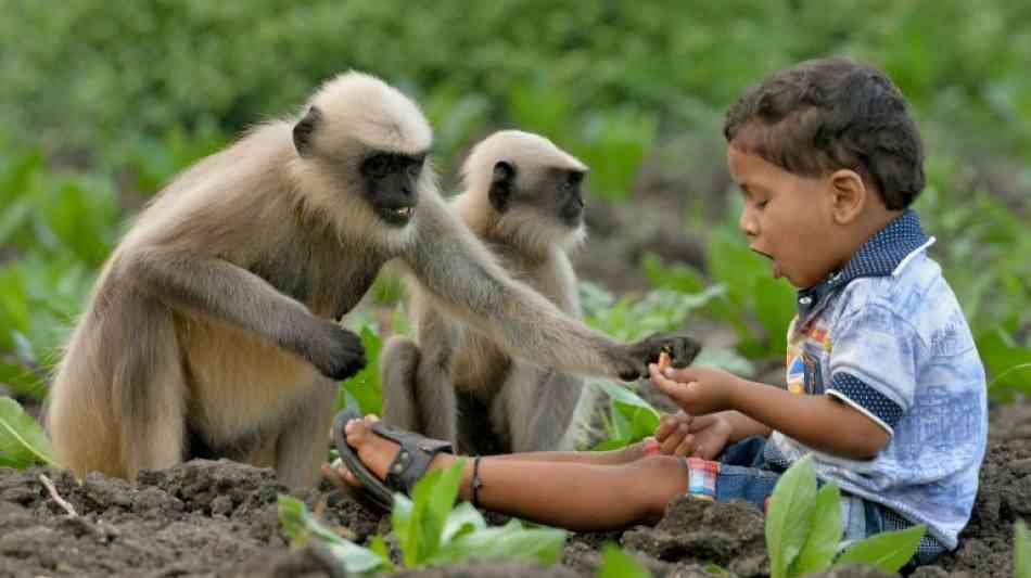 Indischer "Mogli" sorgt mit Affenfreundschaft f