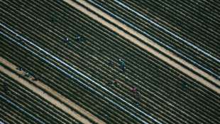 Scholz, Heil und DGB wollen Ausbeutung ausländischer Arbeitskräfte eindämmen