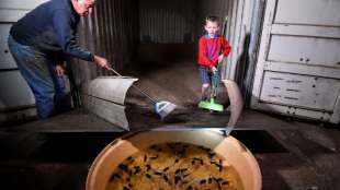 Nach Dürre und Fluten sind für Australiens Bauern nun Mäuse die nächste Plage