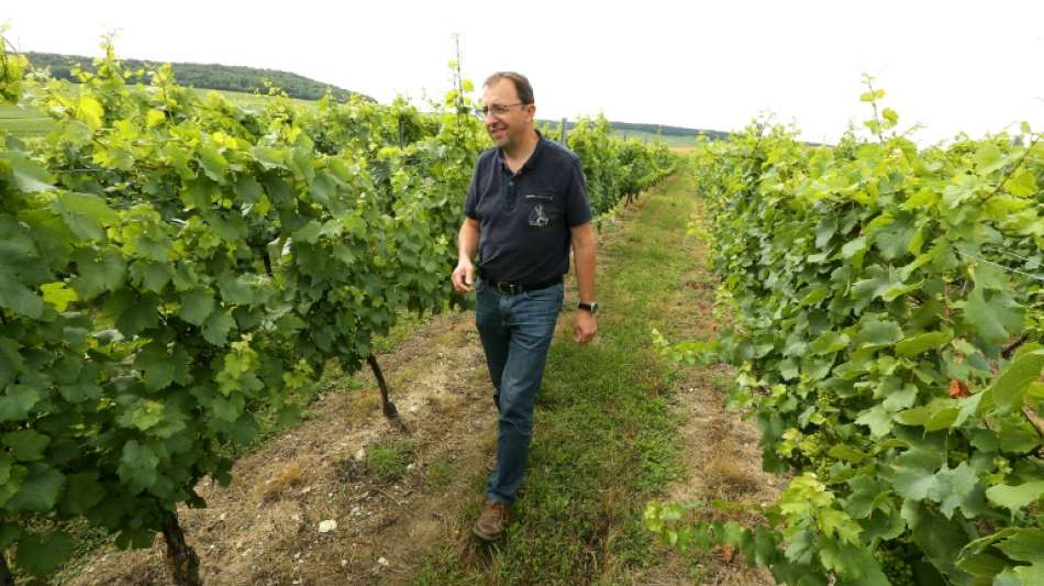 Winzerverband lockert jahrhundertealte Abstandsregel f&uuml;r Champagner-Rebst&ouml;cke 